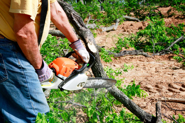 Best Tree Trimming and Pruning  in Yountville, CA